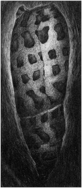 Mitra, Mitra, Taro, Taro links boven 1996 - 2007 Werkstuk door Peter Rosier