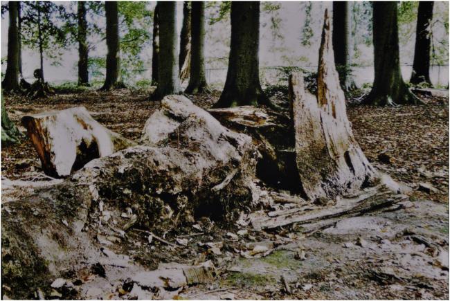 De droom van Nebukadnezar 2009 Werk door Peter Rosier