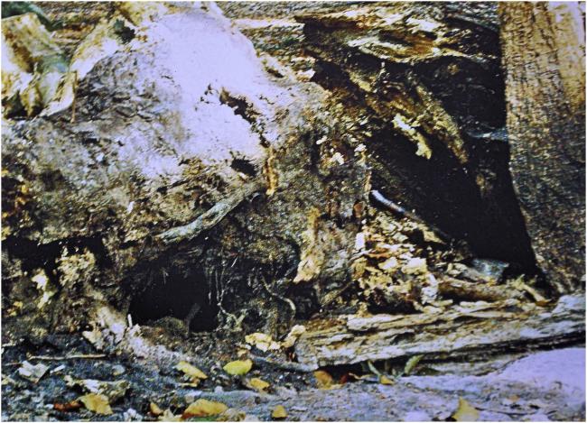 De droom van Nebukadnezar 2009 Werk door Peter Rosier