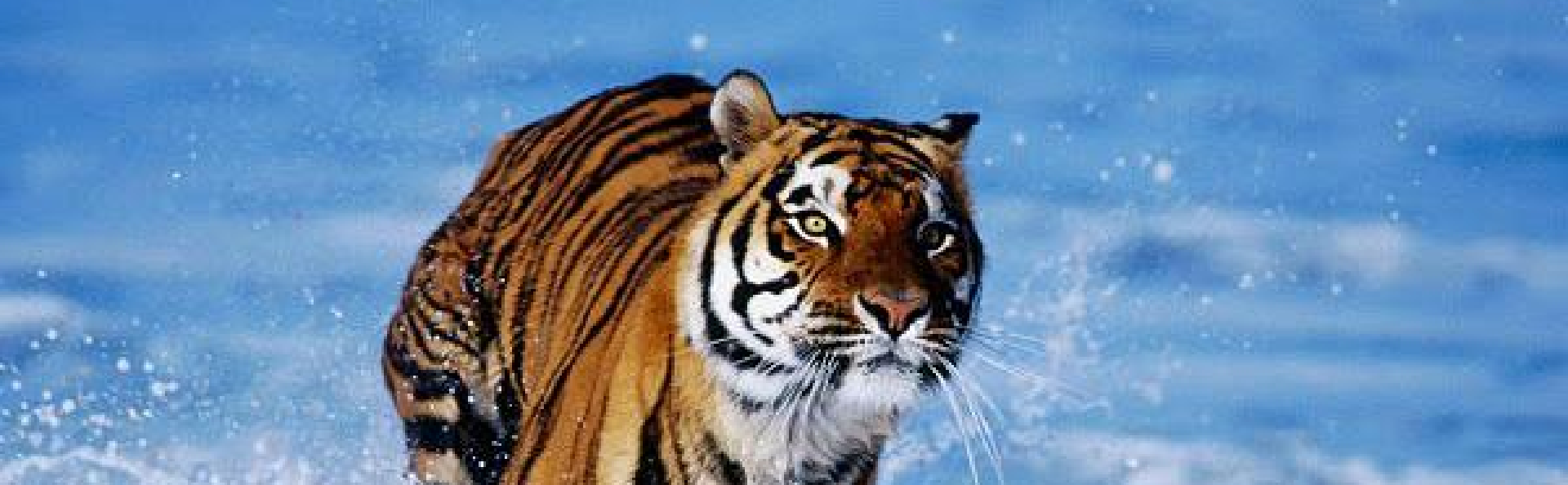afbeelding van een tijger